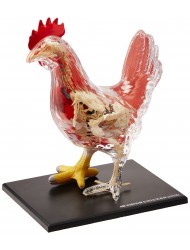 4D Master Vision Chicken Skeleton & Anatomy Model Kit, One Color