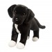 Douglas Toys Twister Black Lab Pit Bull Mix